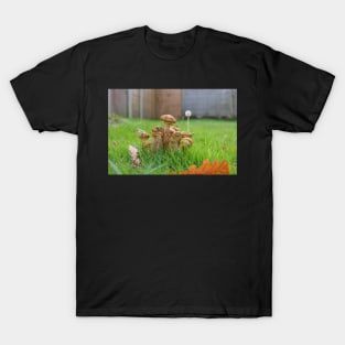 Cute Honey Mushrooms Dandelion autumn leaf T-Shirt